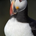puffin_atlantic_msi_v_0986_can0599.jpg